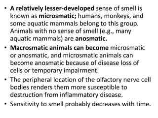 • A relatively lesser-developed sense of smell is
known as microsmatic; humans, monkeys, and
some aquatic mammals belong to this group.
Animals with no sense of smell (e.g., many
aquatic mammals) are anosmatic.
• Macrosmatic animals can become microsmatic
or anosmatic, and microsmatic animals can
become anosmatic because of disease loss of
cells or temporary impairment.
• The peripheral location of the olfactory nerve cell
bodies renders them more susceptible to
destruction from inflammatory disease.
• Sensitivity to smell probably decreases with time.
 