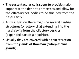 • The sustentacular cells seem to provide major
support to the dendritic processes and allow for
the olfactory cell bodies to be shielded from the
nasal cavity.
• At this location there might be several hairlike
structures (olfactory cilia) extending into the
nasal cavity from the olfactory vesicles
(expanded part of a dendrite).
• Usually they are covered with a thin secretion
from the glands of Bowman (subepithelial
glands).
 