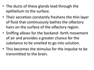 • The ducts of these glands lead through the
epithelium to the surface.
• Their secretion constantly freshens the thin layer
of fluid that continuously bathes the olfactory
hairs on the surface of the olfactory region.
• Sniffing allows for the backand- forth movement
of air and provides a greater chance for the
substance to be smelled to go into solution.
• This becomes the stimulus for the impulse to be
transmitted to the brain.
 