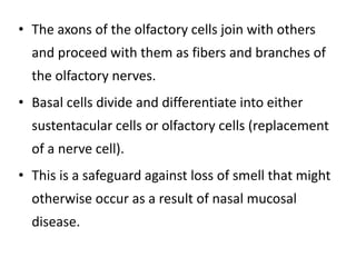• The axons of the olfactory cells join with others
and proceed with them as fibers and branches of
the olfactory nerves.
• Basal cells divide and differentiate into either
sustentacular cells or olfactory cells (replacement
of a nerve cell).
• This is a safeguard against loss of smell that might
otherwise occur as a result of nasal mucosal
disease.
 