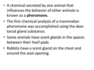 • A chemical secreted by one animal that
influences the behavior of other animals is
known as a pheromone.
• The first chemical analysis of a mammalian
pheromone was accomplished using the deer
tarsal gland substance.
• Some animals have scent glands in the spaces
between their hoof pads.
• Rabbits have a scent gland on the chest and
around the anal opening.
 