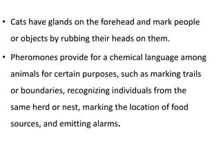 • Cats have glands on the forehead and mark people
or objects by rubbing their heads on them.
• Pheromones provide for a chemical language among
animals for certain purposes, such as marking trails
or boundaries, recognizing individuals from the
same herd or nest, marking the location of food
sources, and emitting alarms.
 