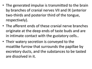 • The generated impulse is transmitted to the brain
by branches of cranial nerves VII and IX (anterior
two-thirds and posterior third of the tongue,
respectively).
• The afferent ends of these cranial nerve branches
originate at the deep ends of taste buds and are
in intimate contact with the gustatory cells..
• Their watery secretion is conveyed to the
moatlike furrow that surrounds the papillae by
excretory ducts, and the substances to be tasted
are dissolved in it.
 