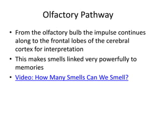 Olfactory Pathway
• From the olfactory bulb the impulse continues
along to the frontal lobes of the cerebral
cortex for interpretation
• This makes smells linked very powerfully to
memories
• Video: How Many Smells Can We Smell?
 