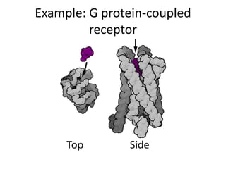 Example: G protein-coupled
receptor
 