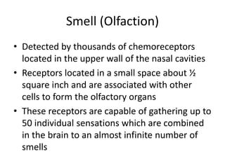 Smell (Olfaction)
• Detected by thousands of chemoreceptors
located in the upper wall of the nasal cavities
• Receptors located in a small space about ½
square inch and are associated with other
cells to form the olfactory organs
• These receptors are capable of gathering up to
50 individual sensations which are combined
in the brain to an almost infinite number of
smells
 