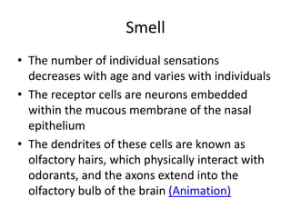 Smell
• The number of individual sensations
decreases with age and varies with individuals
• The receptor cells are neurons embedded
within the mucous membrane of the nasal
epithelium
• The dendrites of these cells are known as
olfactory hairs, which physically interact with
odorants, and the axons extend into the
olfactory bulb of the brain (Animation)
 