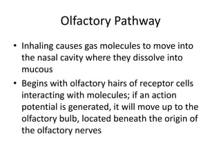 Olfactory Pathway
• Inhaling causes gas molecules to move into
the nasal cavity where they dissolve into
mucous
• Begins with olfactory hairs of receptor cells
interacting with molecules; if an action
potential is generated, it will move up to the
olfactory bulb, located beneath the origin of
the olfactory nerves
 
