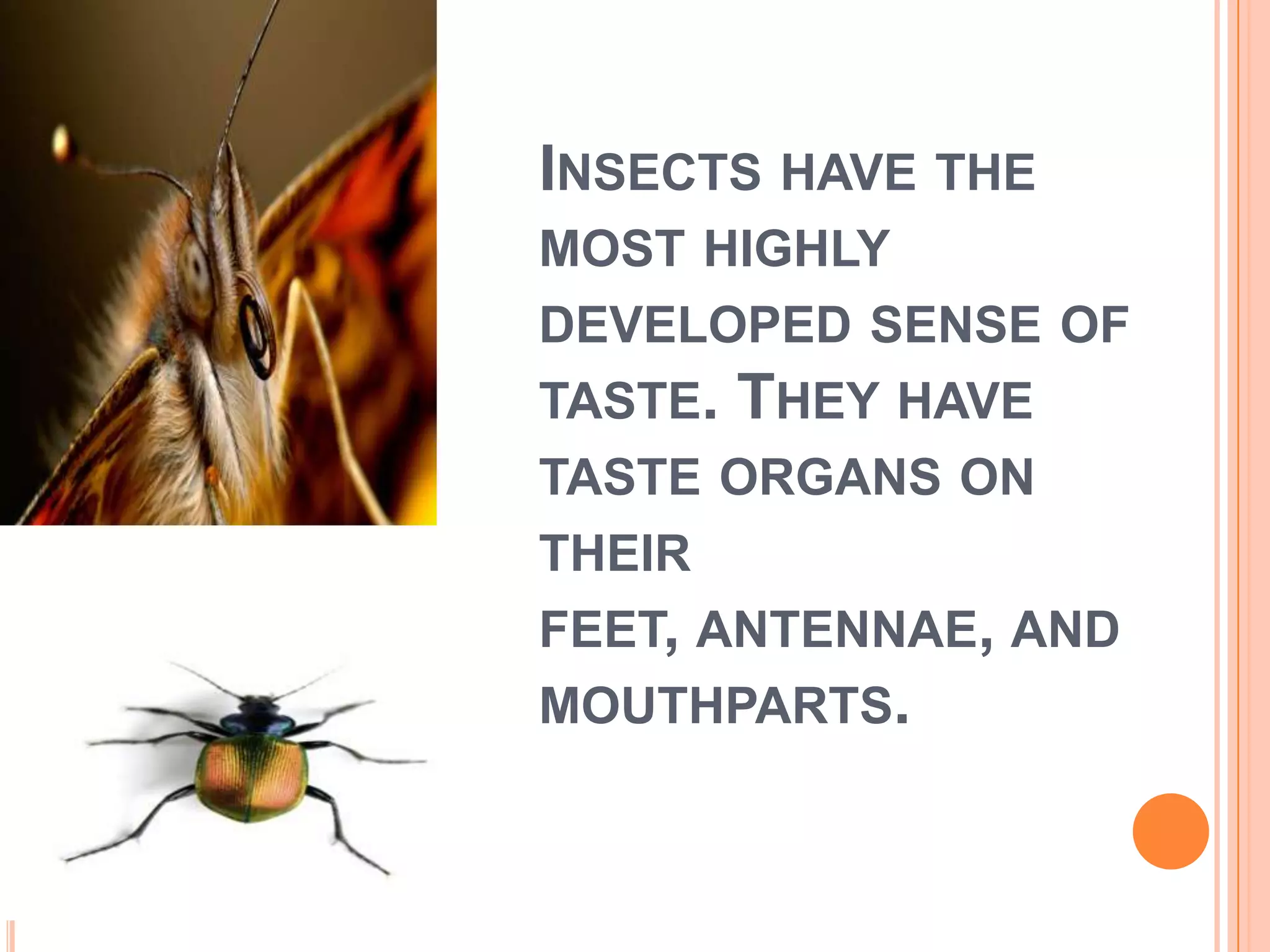 Insects have the most highly developed sense of taste. They have taste organs on their feet, antennae, and mouthparts.
