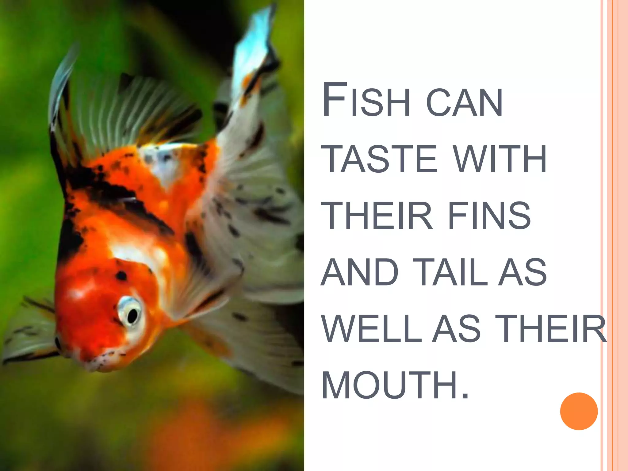 Fish can taste with their fins and tail as well as their mouth.