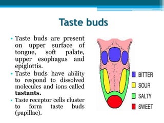 Taste buds | PPTX