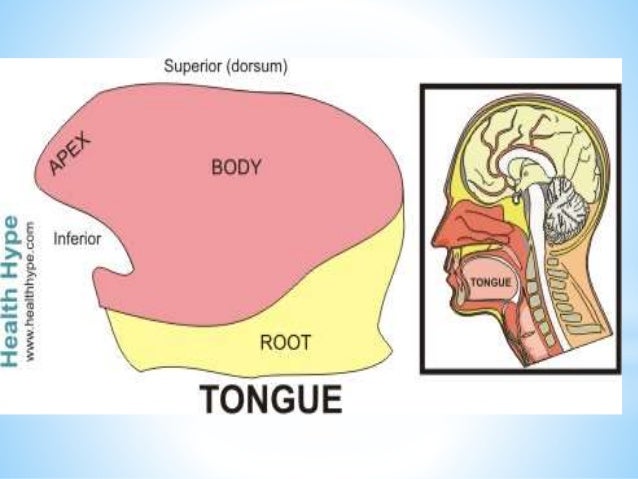 Chemical Sense of Taste