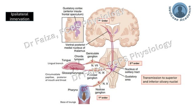 Physiology of Special Chemical Sensation of Taste | PPT