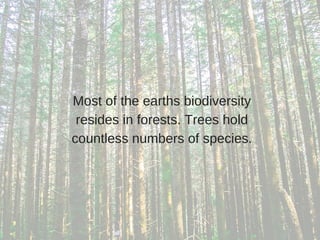 Most of the earths biodiversity
resides in forests. Trees hold
countless numbers of species.
 