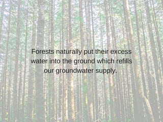 Forests naturally put their excess
water into the ground which refills
our groundwater supply. 
 