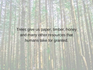 Trees give us paper, timber, honey
and many other resources that
humans take for granted.
 