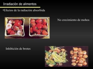 Irradiación de alimentos Efectos de la radiación absorbida No crecimiento de mohos Inhibición de brotes 