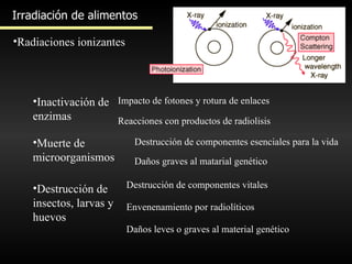 Irradiación de alimentos Radiaciones ionizantes Inactivación de enzimas Impacto de fotones y rotura de enlaces Muerte de microorganismos Destrucción de componentes vitales Destrucción de insectos, larvas y huevos Reacciones con productos de radiolisis Destrucción de componentes esenciales para la vida Daños graves al matarial genético Envenenamiento por radiolíticos Daños leves o graves al material genético 