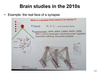 113
Brain studies in the 2010s
• Example: the real face of a synapse
 