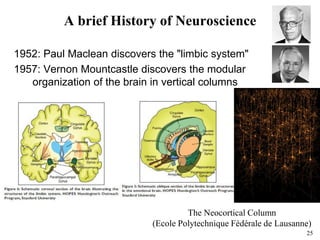 25
A brief History of Neuroscience
1952: Paul Maclean discovers the "limbic system"
1957: Vernon Mountcastle discovers the modular
organization of the brain in vertical columns
The Neocortical Column
(Ecole Polytechnique Fédérale de Lausanne)
 
