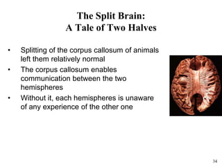 34
The Split Brain:
A Tale of Two Halves
• Splitting of the corpus callosum of animals
left them relatively normal
• The corpus callosum enables
communication between the two
hemispheres
• Without it, each hemispheres is unaware
of any experience of the other one
 