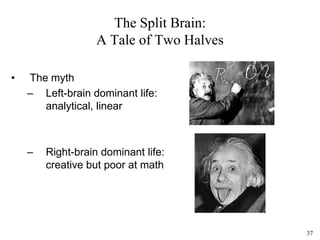 37
The Split Brain:
A Tale of Two Halves
• The myth
– Left-brain dominant life:
analytical, linear
– Right-brain dominant life:
creative but poor at math
 