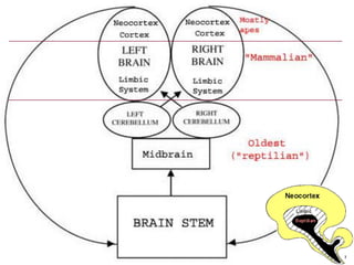 39
The Split Brain:
A Tale of Two Halves
• Brain lateralization
 