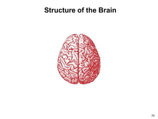 58
Structure of the Brain
 