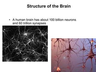 64
Structure of the Brain
• A human brain has about 100 billion neurons
and 60 trillion synapses
 