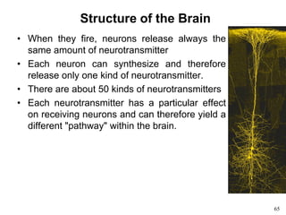 65
Structure of the Brain
• When they fire, neurons release always the
same amount of neurotransmitter
• Each neuron can synthesize and therefore
release only one kind of neurotransmitter.
• There are about 50 kinds of neurotransmitters
• Each neurotransmitter has a particular effect
on receiving neurons and can therefore yield a
different "pathway" within the brain.
 