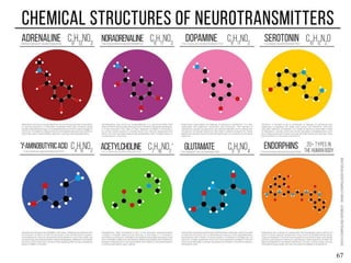 67
Structure of the Brain
• Neurotransmitters
 