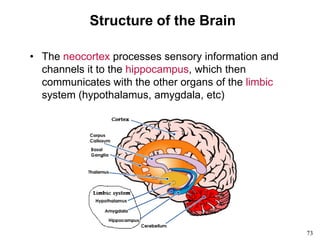 73
Structure of the Brain
• The neocortex processes sensory information and
channels it to the hippocampus, which then
communicates with the other organs of the limbic
system (hypothalamus, amygdala, etc)
 