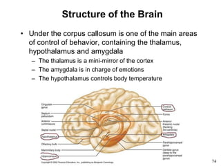 74
Structure of the Brain
• Under the corpus callosum is one of the main areas
of control of behavior, containing the thalamus,
hypothalamus and amygdala
– The thalamus is a mini-mirror of the cortex
– The amygdala is in charge of emotions
– The hypothalamus controls body temperature
 