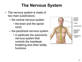 82
The Nervous System
• The nervous system is made of
two main subdivisions:
– the central nervous system
• the brain and the spinal
cord)
– the peripheral nervous system
• in particular the autonomic
nervous system that
controls the heartbeat,
breathing and other bodily
functions
 