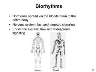 88
Biorhythms
• Hormones spread via the bloodstream to the
entire body
• Nervous system: fast and targeted signaling
• Endocrine system: slow and widespread
signaling
Nerves Blood
 