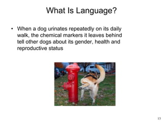 13
What Is Language?
• When a dog urinates repeatedly on its daily
walk, the chemical markers it leaves behind
tell other dogs about its gender, health and
reproductive status
 
