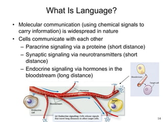 14
What Is Language?
• Molecular communication (using chemical signals to
carry information) is widespread in nature
• Cells communicate with each other
– Paracrine signaling via a proteine (short distance)
– Synaptic signaling via neurotransmitters (short
distance)
– Endocrine signaling via hormones in the
bloodstream (long distance)
 