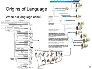 57
Origins of Language
• When did language arise?
 