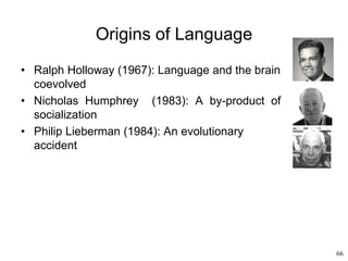 66
Origins of Language
• Ralph Holloway (1967): Language and the brain
coevolved
• Nicholas Humphrey (1983): A by-product of
socialization
• Philip Lieberman (1984): An evolutionary
accident
 