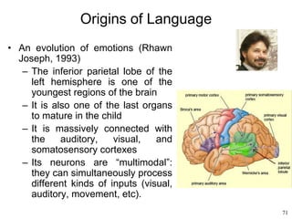 71
Origins of Language
• An evolution of emotions (Rhawn
Joseph, 1993)
– The inferior parietal lobe of the
left hemisphere is one of the
youngest regions of the brain
– It is also one of the last organs
to mature in the child
– It is massively connected with
the auditory, visual, and
somatosensory cortexes
– Its neurons are “multimodal”:
they can simultaneously process
different kinds of inputs (visual,
auditory, movement, etc).
 