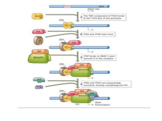Role of Tata box in signal transduction Role of Tata box in signal transduction