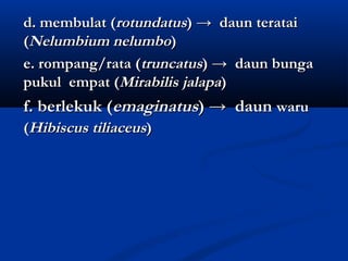 d. membulat (rotundatus) → daun teratai
(Nelumbium nelumbo)
e. rompang/rata (truncatus) → daun bunga
pukul empat (Mirabilis jalapa)
f. berlekuk (emaginatus) → daun waru
(Hibiscus tiliaceus)
 