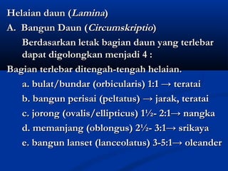 Helaian daun (Lamina)
A. Bangun Daun (Circumskriptio)
   Berdasarkan letak bagian daun yang terlebar
   dapat digolongkan menjadi 4 :
Bagian terlebar ditengah-tengah helaian.
   a. bulat/bundar (orbicularis) 1:1 → teratai
   b. bangun perisai (peltatus) → jarak, teratai
   c. jorong (ovalis/ellipticus) 1½- 2:1→ nangka
   d. memanjang (oblongus) 2½- 3:1→ srikaya
   e. bangun lanset (lanceolatus) 3-5:1→ oleander
 