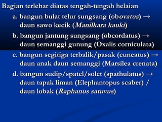 Bagian terlebar diatas tengah-tengah helaian
   a. bangun bulat telur sungsang (obovatus) →
      daun sawo kecik (Manilkara kauki)
   b. bangun jantung sungsang (obcordatus) →
      daun semanggi gunung (Oxalis corniculata)
   c. bangun segitiga terbalik/pasak (cuneatus) →
      daun anak daun semanggi (Marsilea crenata)
   d. bangun sudip/spatel/solet (spathulatus) →
      daun tapak liman (Elephantopus scaber) /
      daun lobak (Raphanus satuvus)
 