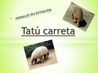 Tatú carreta
 