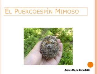 El Puercoespìn Mimoso  Autor :Mario Benedetti 