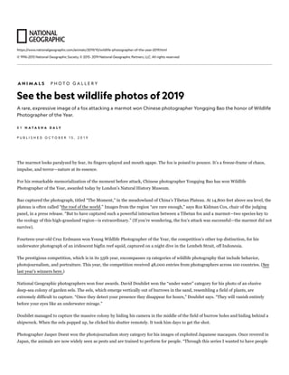 https://www.nationalgeographic.com/animals/2019/10/wildlife-photographer-of-the-year-2019.html
© 1996-2015 National Geographic Society, © 2015- 2019 National Geographic Partners, LLC. All rights reserved
A N I M A L S P H O T O G A L L E R Y
See the best wildlife photos of 2019
A rare, expressive image of a fox attacking a marmot won Chinese photographer Yongqing Bao the honor of Wildlife
Photographer of the Year.
B Y N A T A S H A D A L Y
P U B L I S H E D O C T O B E R 1 5 , 2 0 1 9
The marmot looks paralyzed by fear, its fingers splayed and mouth agape. The fox is poised to pounce. It’s a freeze-frame of chaos,
impulse, and terror—nature at its essence.
For his remarkable memorialization of the moment before attack, Chinese photographer Yongqing Bao has won Wildlife
Photographer of the Year, awarded today by London’s Natural History Museum.
Bao captured the photograph, titled “The Moment,” in the meadowland of China’s Tibetan Plateau. At 14,800 feet above sea level, the
plateau is often called “the roof of the world.” Images from the region “are rare enough,” says Roz Kidman Cox, chair of the judging
panel, in a press release. “But to have captured such a powerful interaction between a Tibetan fox and a marmot—two species key to
the ecology of this high-grassland region—is extraordinary.” (If you're wondering, the fox's attack was successful—the marmot did not
survive).
Fourteen-year-old Cruz Erdmann won Young Wildlife Photographer of the Year, the competition’s other top distinction, for his
underwater photograph of an iridescent bigfin reef squid, captured on a night dive in the Lembeh Strait, off Indonesia.
The prestigious competition, which is in its 55th year, encompasses 19 categories of wildlife photography that include behavior,
photojournalism, and portraiture. This year, the competition received 48,000 entries from photographers across 100 countries. (See
last year’s winners here.)
National Geographic photographers won four awards. David Doubilet won the “under water” category for his photo of an elusive
deep-sea colony of garden eels. The eels, which emerge vertically out of burrows in the sand, resembling a field of plants, are
extremely difficult to capture. “Once they detect your presence they disappear for hours,” Doubilet says. “They will vanish entirely
before your eyes like an underwater mirage.”
Doubilet managed to capture the massive colony by hiding his camera in the middle of the field of burrow holes and hiding behind a
shipwreck. When the eels popped up, he clicked his shutter remotely. It took him days to get the shot.
Photographer Jasper Doest won the photojournalism story category for his images of exploited Japanese macaques. Once revered in
Japan, the animals are now widely seen as pests and are trained to perform for people. “Through this series I wanted to have people
 