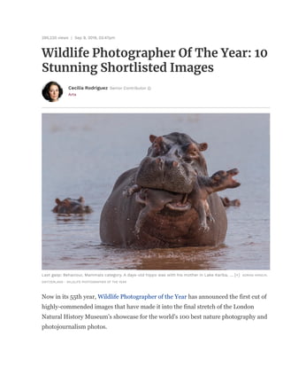 295,220 views | Sep 9, 2019, 03:47pm
Wildlife Photographer Of The Year: 10
Stunning Shortlisted Images
Arts
Cecilia Rodriguez Senior Contributor
Last gasp: Behaviour, Mammals category. A days-old hippo was with his mother in Lake Kariba, ... [+] ADRIAN HIRSCHI,
SWITZERLAND - WILDLIFE PHOTOGRAPHER OF THE YEAR
Now in its 55th year, Wildlife Photographer of the Year has announced the first cut of
highly-commended images that have made it into the final stretch of the London
Natural History Museum’s showcase for the world's 100 best nature photography and
photojournalism photos.
 