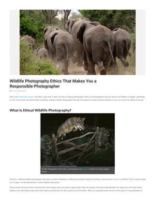 Wildlife Photography Ethics That Makes You a
Responsible Photographer
 Ramesh Yahathugoda
Ethics and wildlife photography are often a gray area. It does not stop at staging photographs. There are photographers who put species and habitats in danger, unwittingly
or not. In this article, we explore what constitutes unethical wildlife photography. We also list solutions to these unethical practices so you can ensure the safety of animals.
What Is Ethical Wildlife Photography?
The term ‘unethical wildlife photography’ describes a number of behaviors. Making the audience believe the photo is natural when it is not, is unethical. Tactics used to stage
such images, can be detrimental to certain habitats and species.
Some species, because of their characteristics, faces danger every time they’re approached. Take, for example, the Great Indian Bustard. This large bird, with hazel brown
feathers and a dark black stripe down their head, are well known for their caution around intruders. When an unwanted visitor arrives on their patch it’ll stop whatever it’s
Wildlife Photographer of the Year, Luis Rodriguez, was stripped of award for using a staged
animal
 