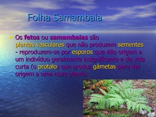 Folha Samambaia   Os  fetos  ou  samambaias  são  plantas vasculares  que não produzem  sementes  - reproduzem-se por  esporos  que dão origem a um indivíduo geralmente insignificante e de vida curta (o  protalo ) que produz  gâmetas  para dar origem a uma nova planta.  